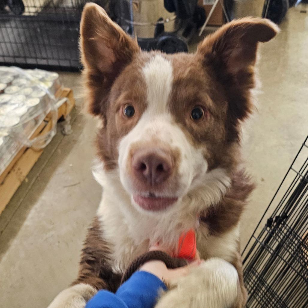 Enlarge Irwin, a Adoptable mixed breed in Marysville, OH image 6/6