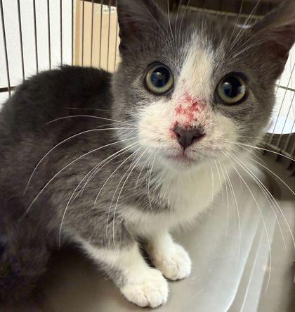 Enlarge Taka, a Adoptable mixed breed in Bryan, TX image 1/1