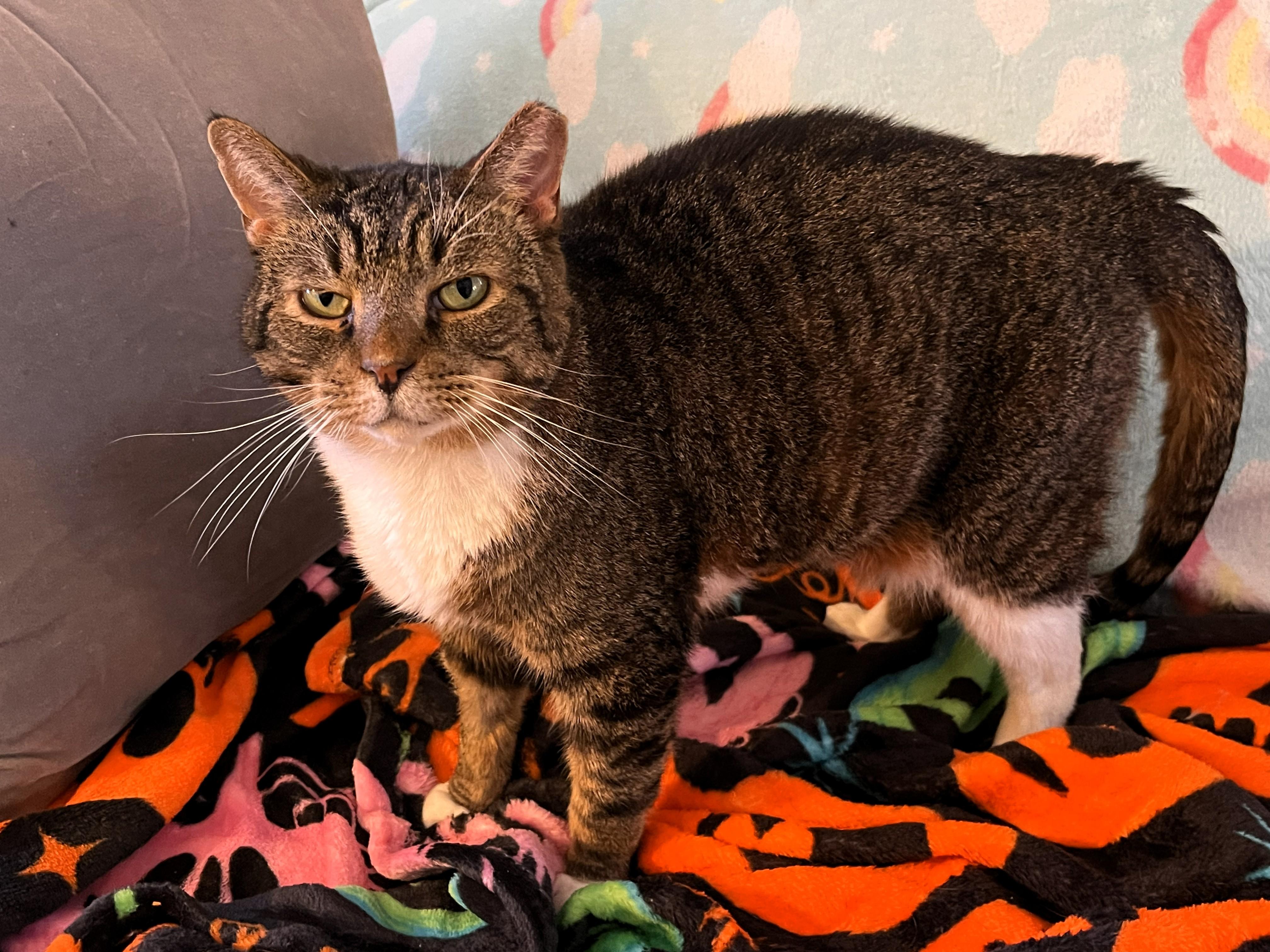 Enlarge Owen, an adopted Domestic Short Hair in Wayland, MA image 3/6