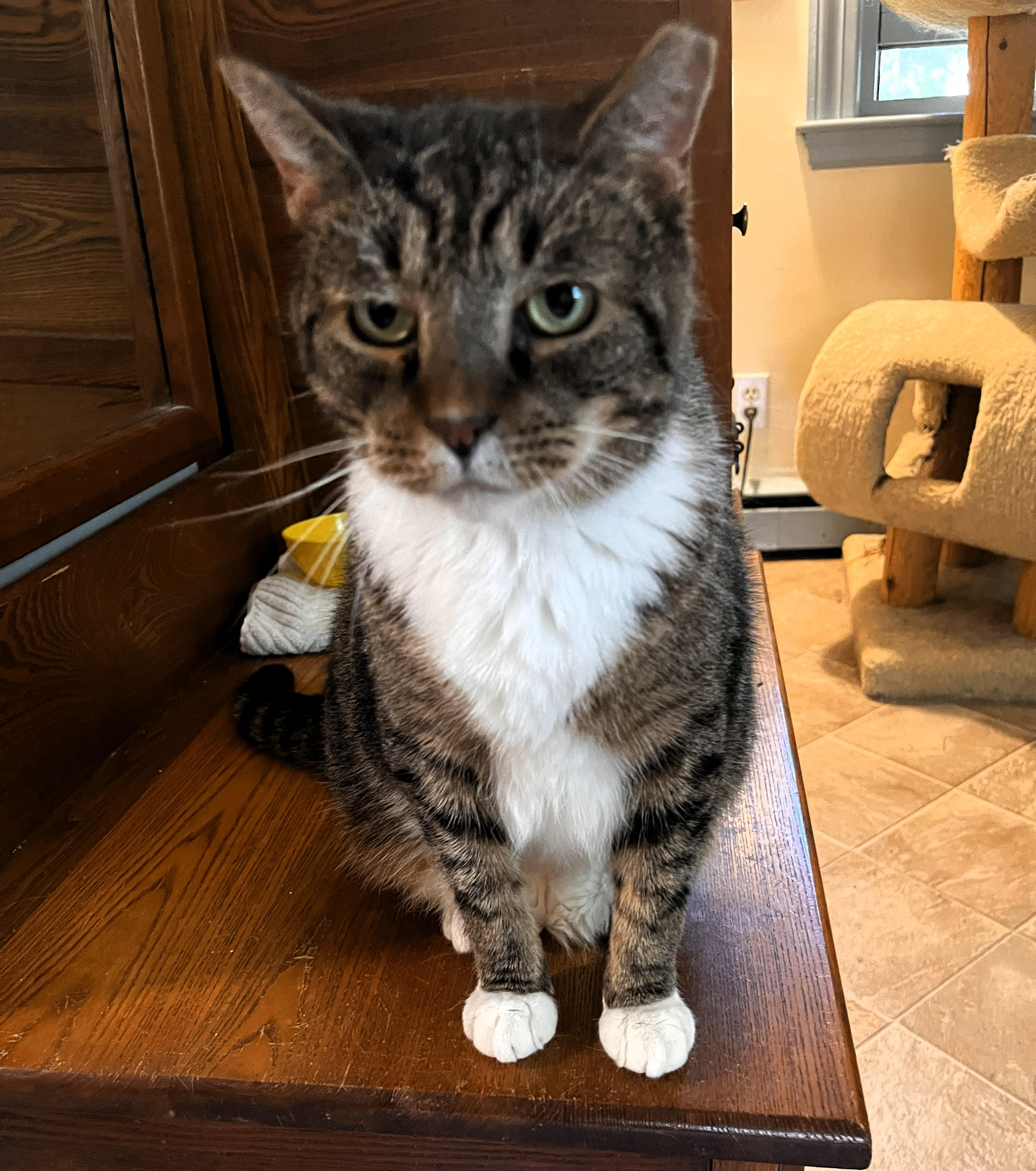 Enlarge Owen, an adopted Domestic Short Hair in Wayland, MA image 5/6