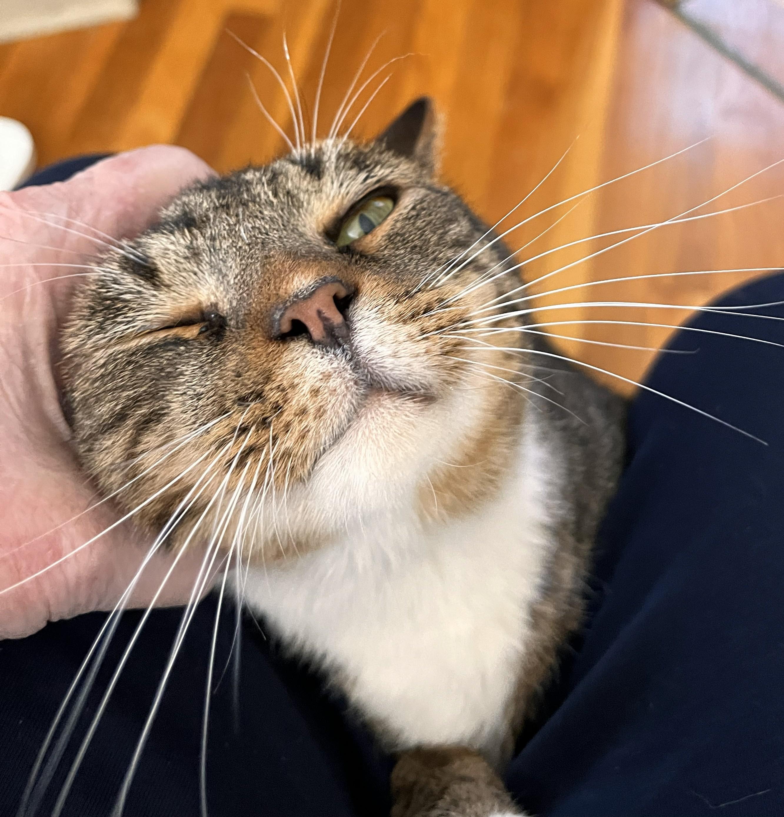 Enlarge Owen, an adopted Domestic Short Hair in Wayland, MA image 2/6