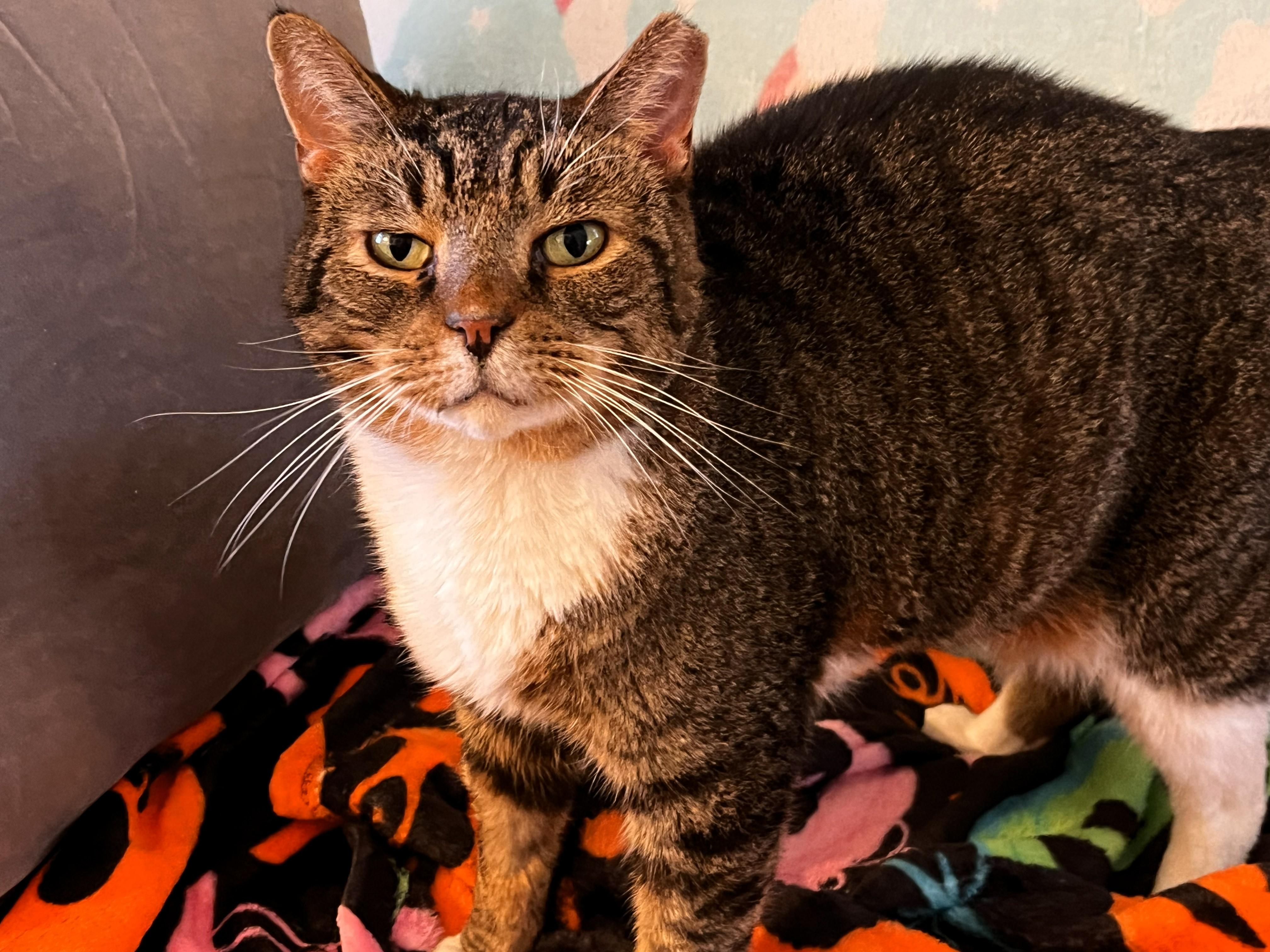 Enlarge Owen, an adopted Domestic Short Hair in Wayland, MA image 1/6