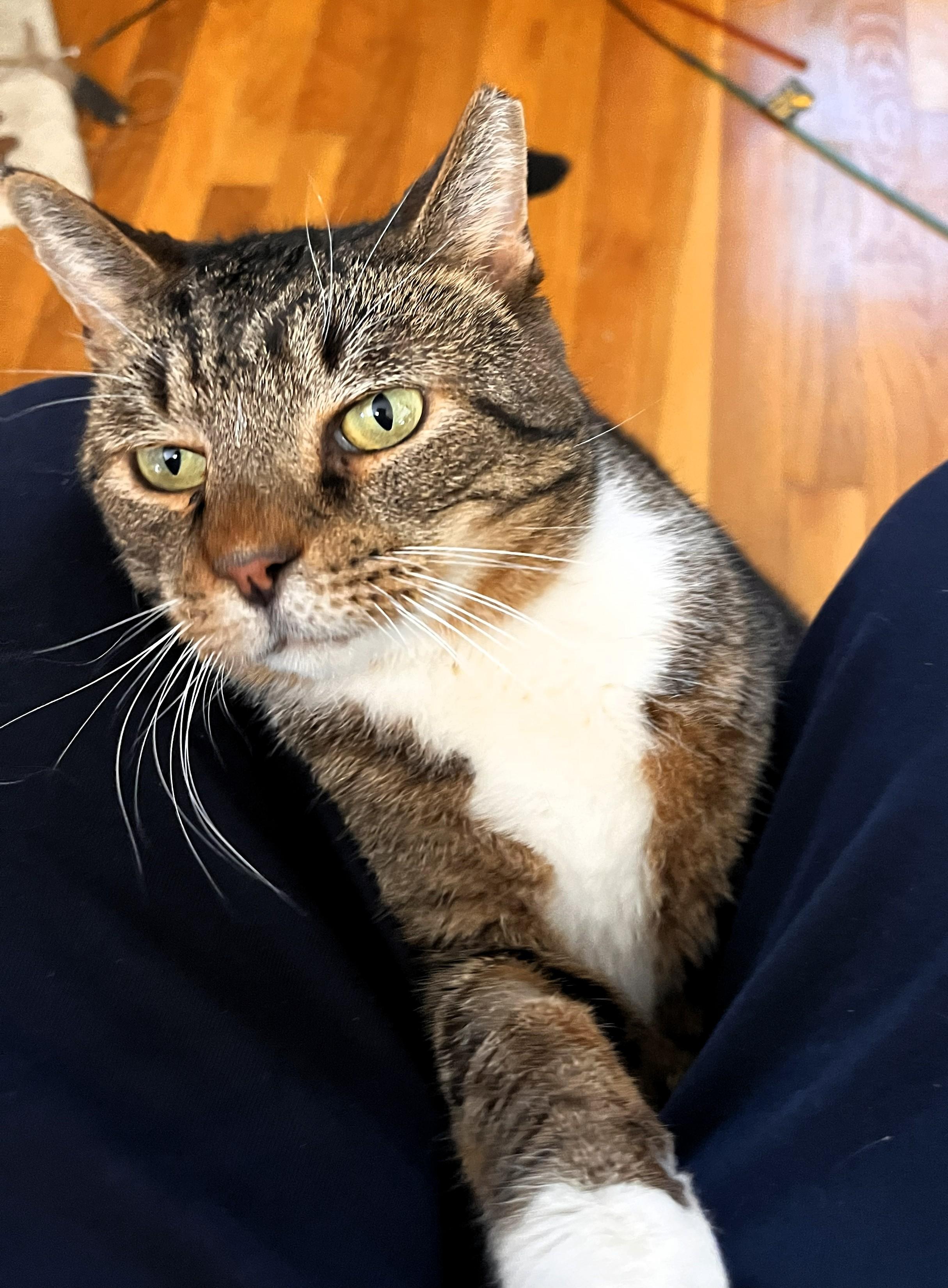 Enlarge Owen, an adopted Domestic Short Hair in Wayland, MA image 4/6