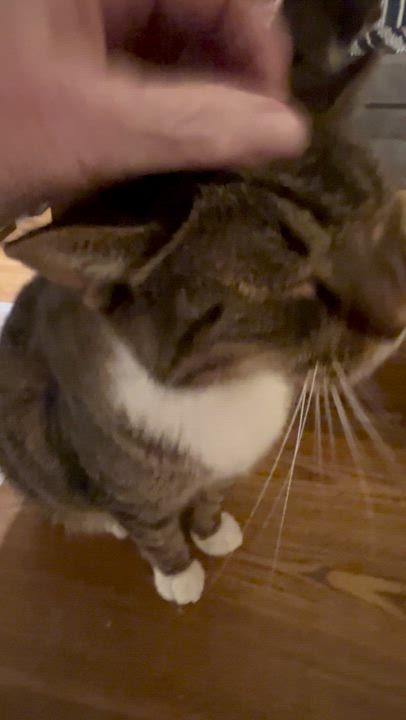 Enlarge Owen, an adopted Domestic Short Hair in Wayland, MA video 6/6