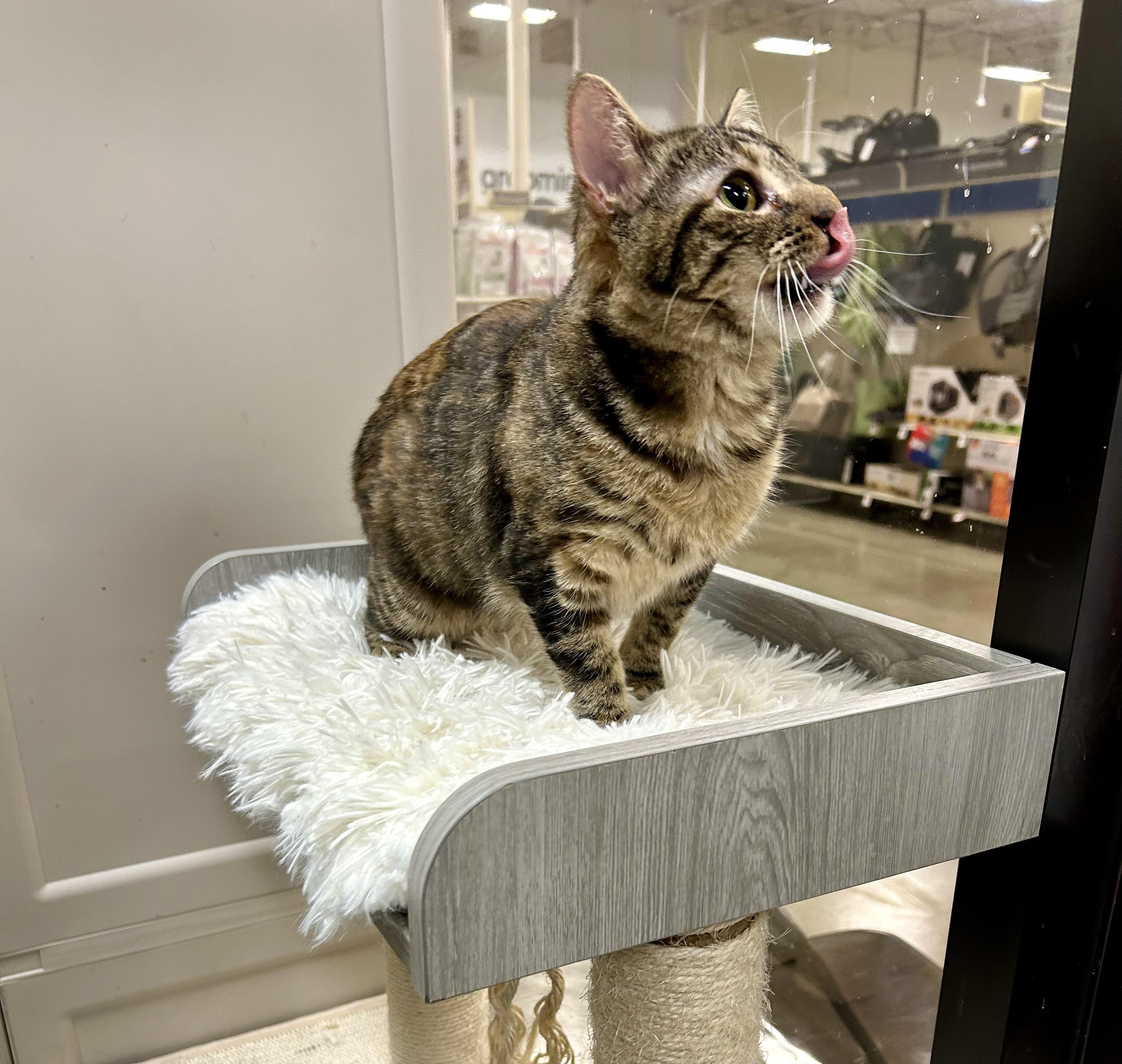 Queen Charlotte, a Adoptable Tabby in Tustin, CA image 2/4