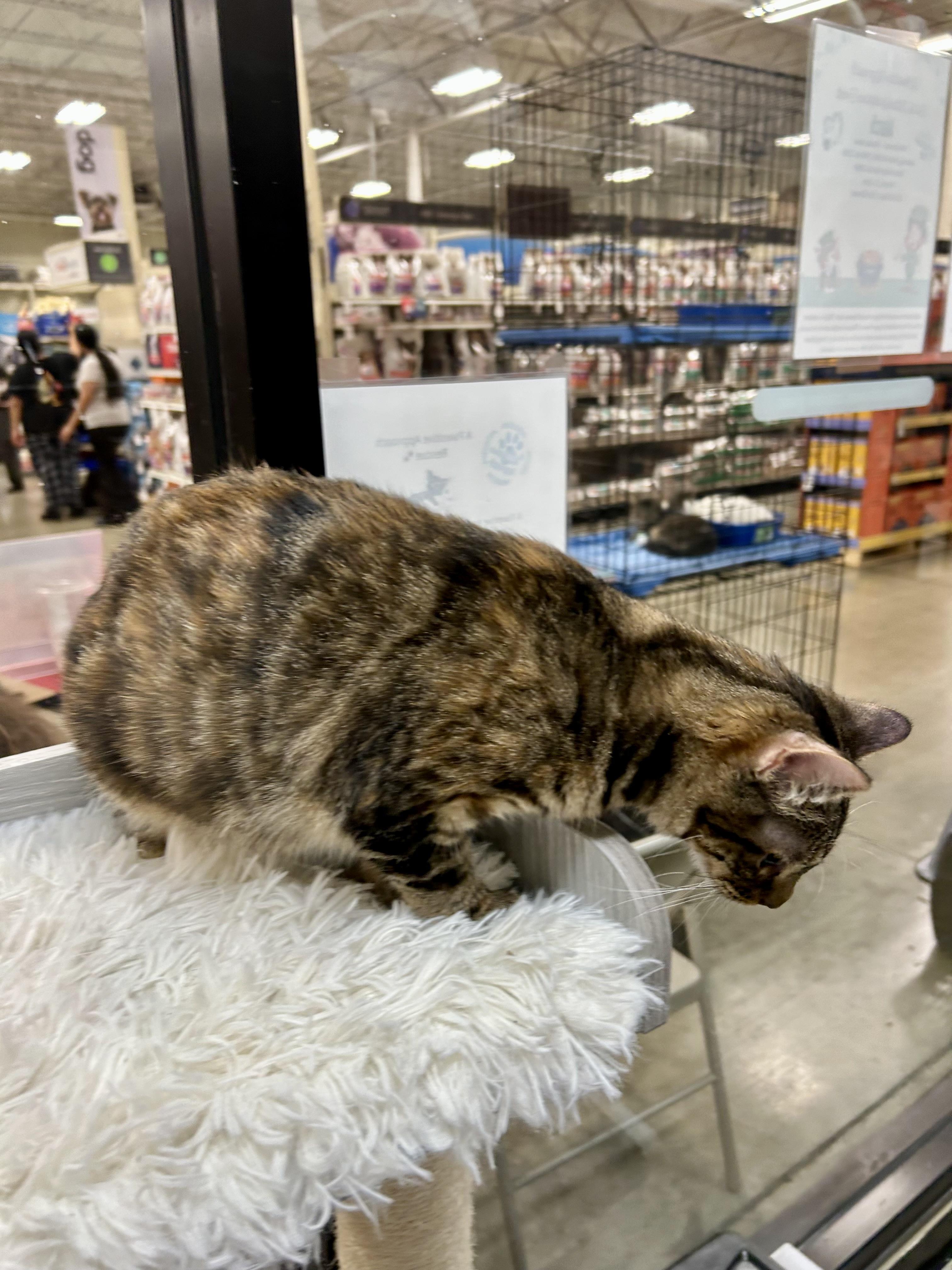 Queen Charlotte, a Adoptable Tabby in Tustin, CA image 3/4