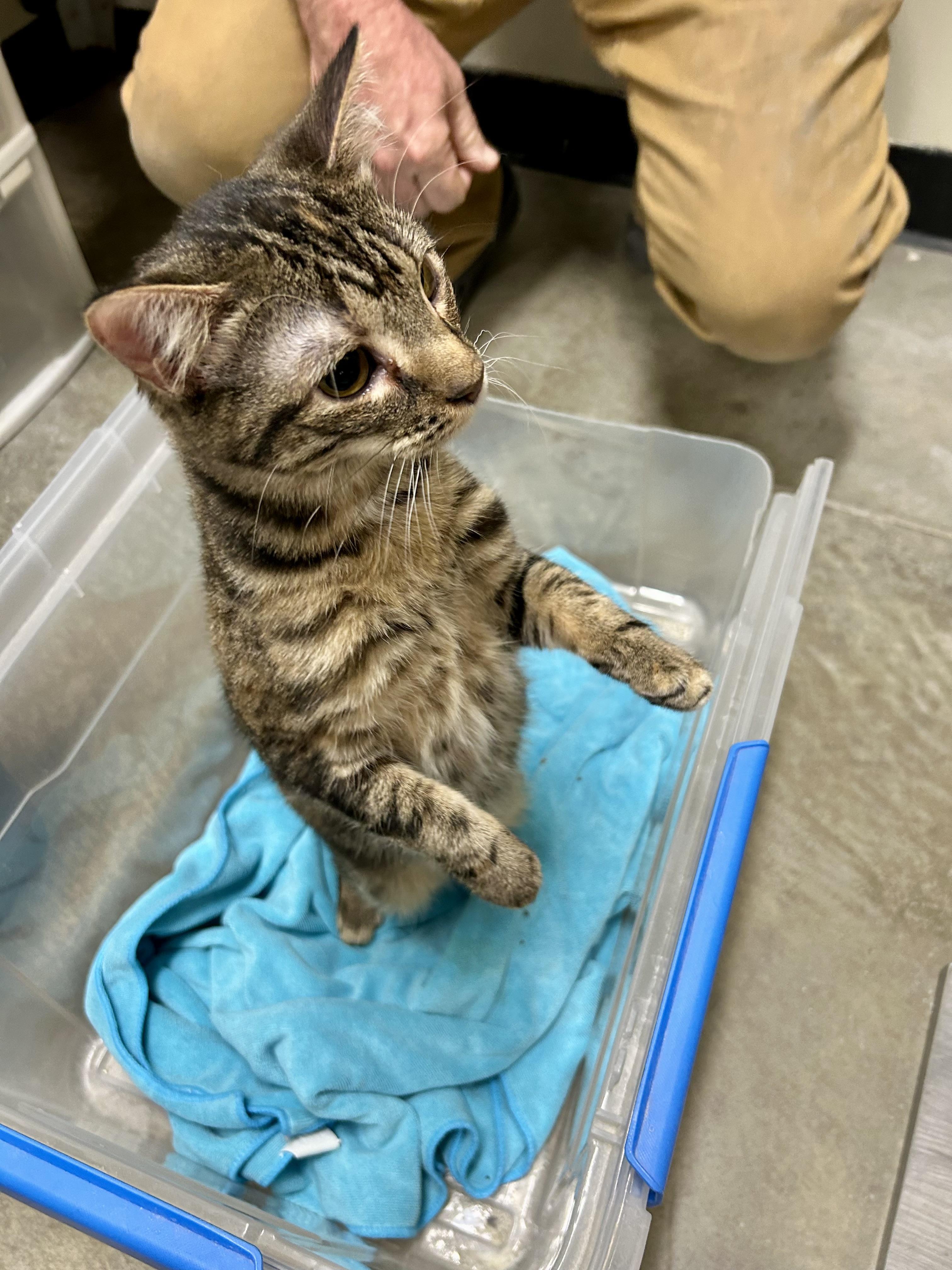 Queen Charlotte, a Adoptable Tabby in Tustin, CA image 1/4