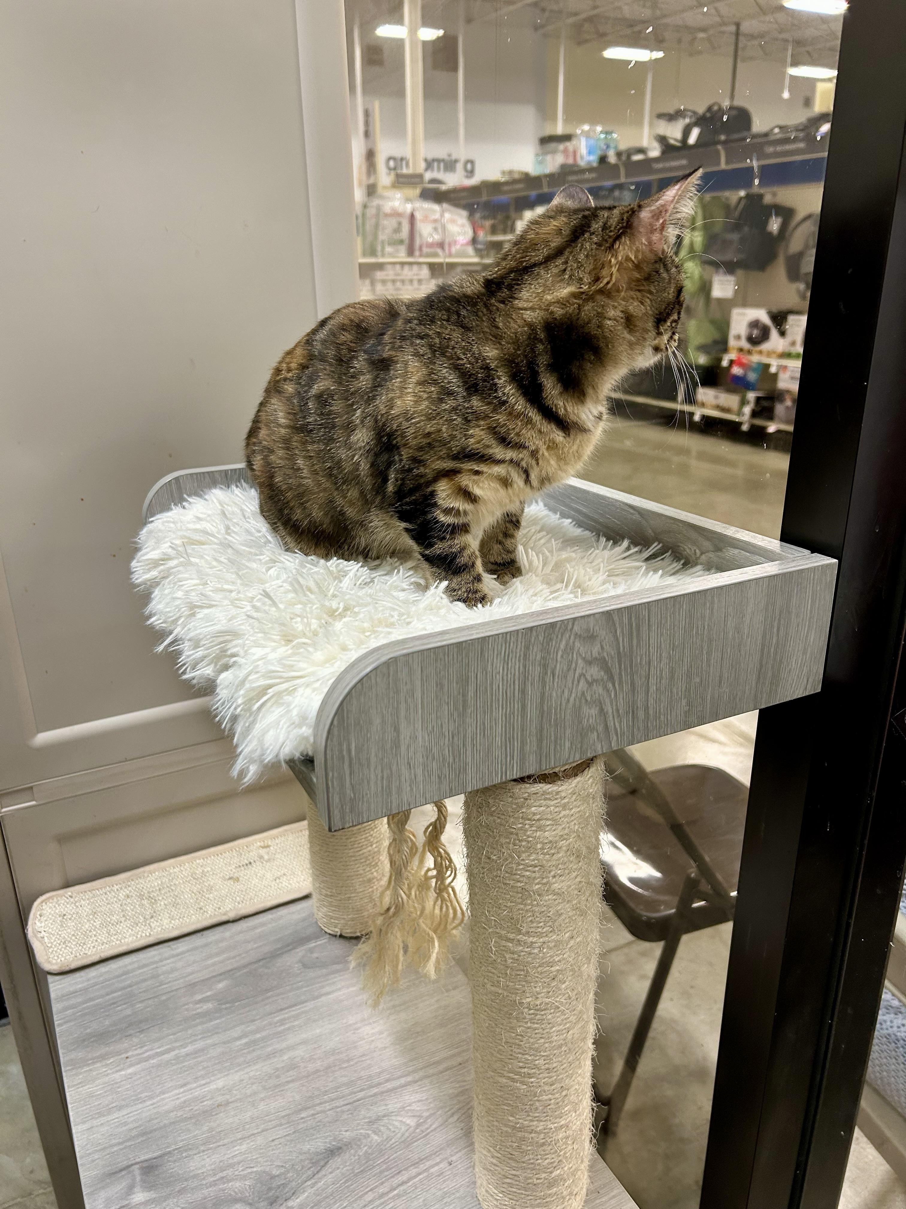 Queen Charlotte, a Adoptable Tabby in Tustin, CA image 4/4