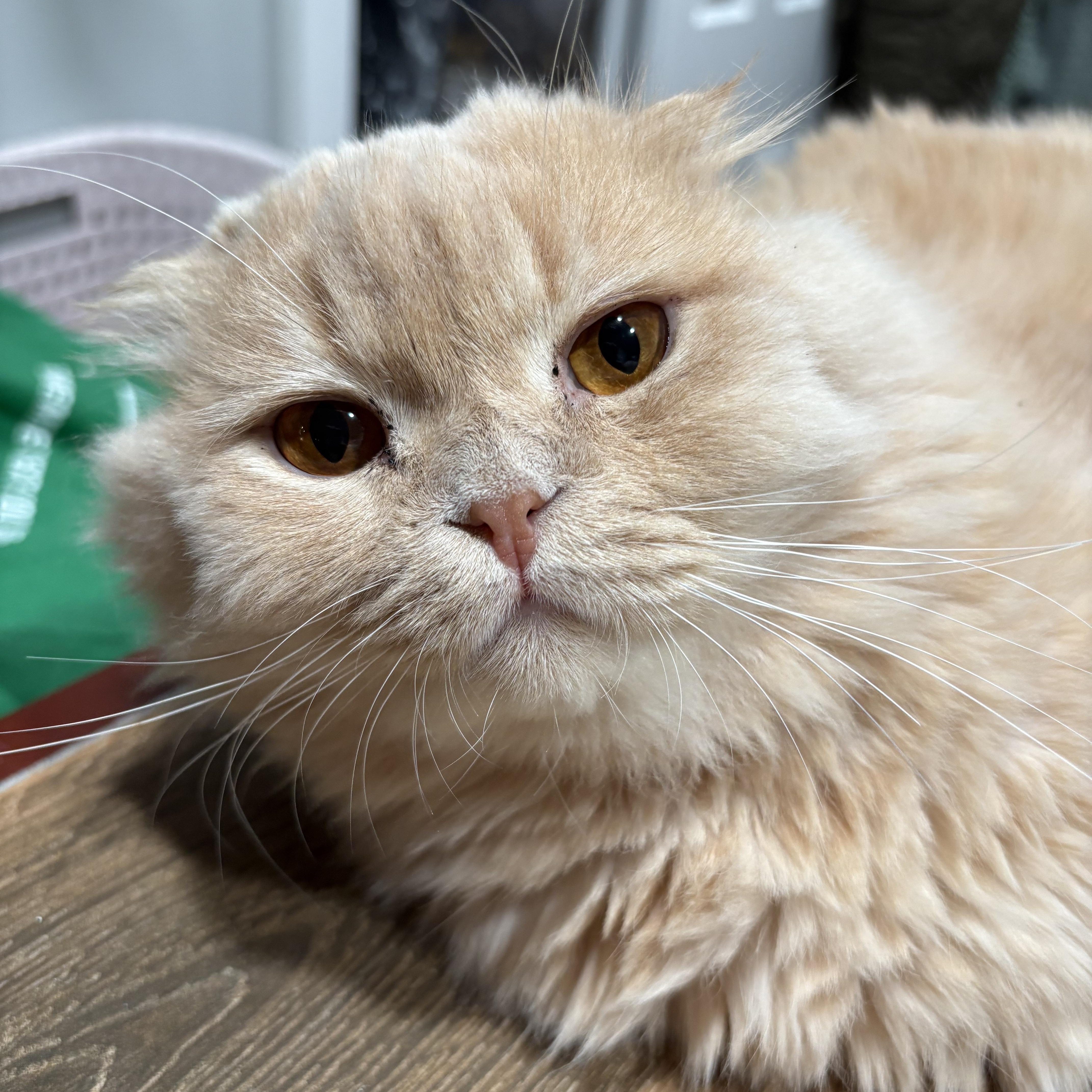 Enlarge Theo, an adopted mixed breed in Scarborough, ON image 2/4