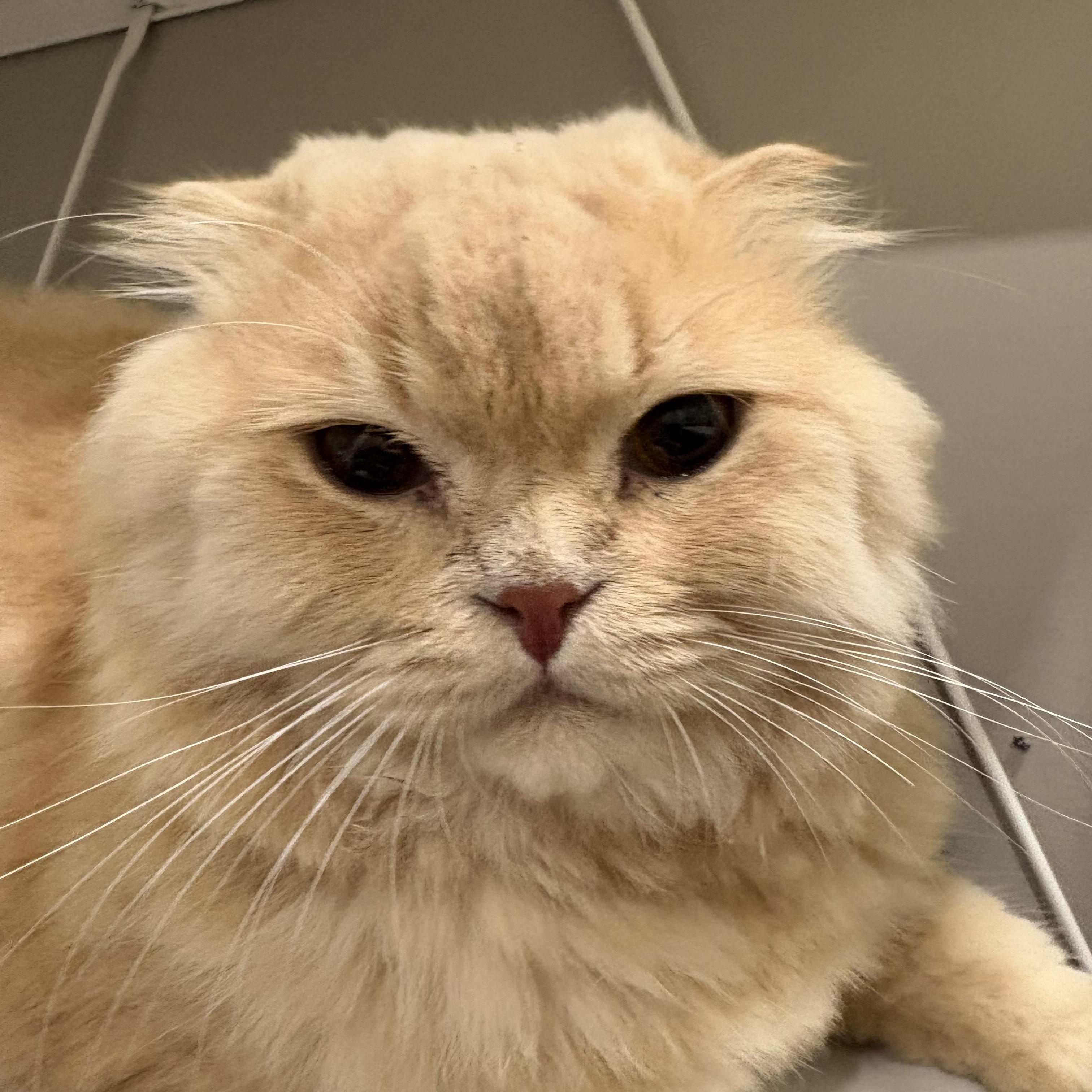 Theo, adopted, Adult Male Persian & Scottish Fold.