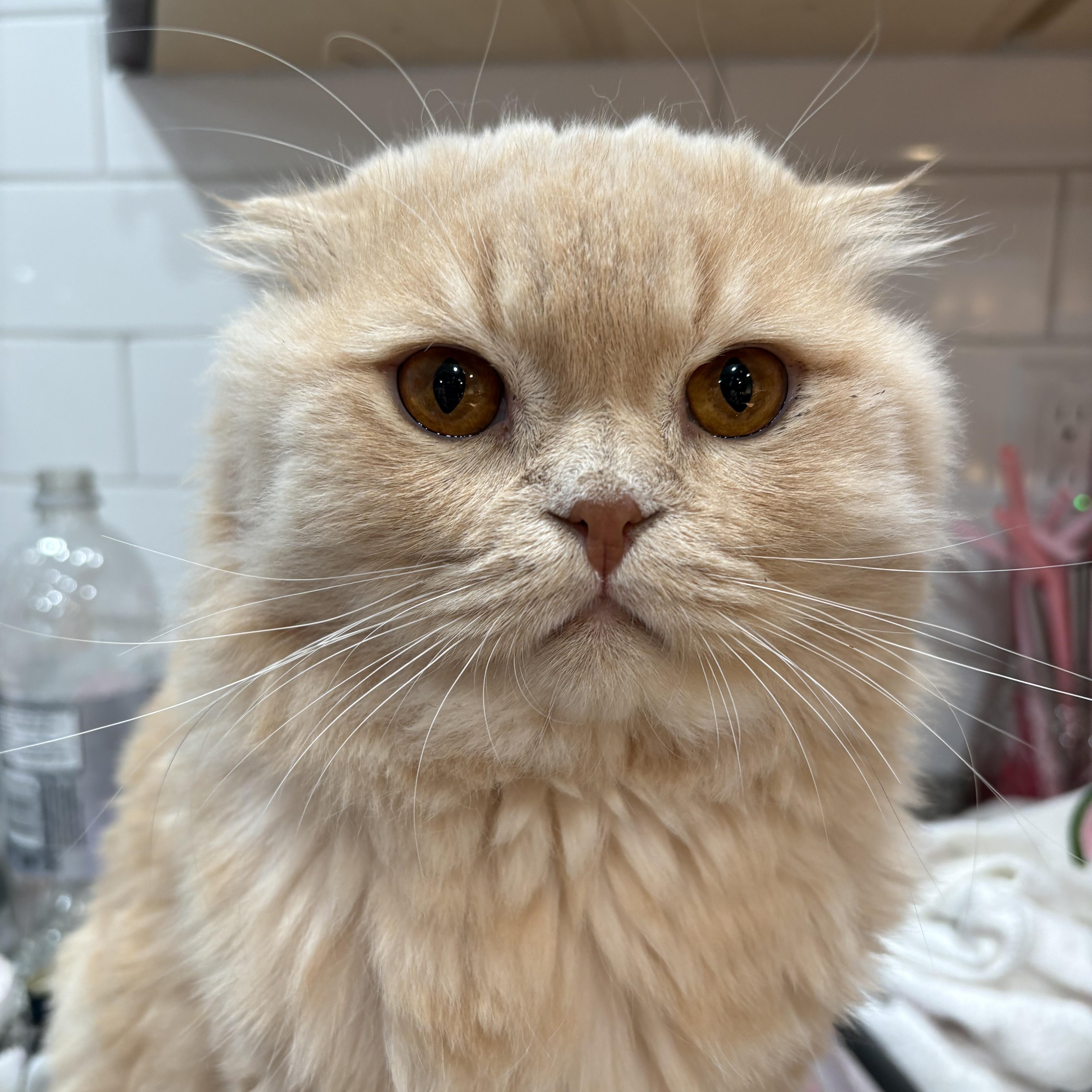 Enlarge Theo, an adopted mixed breed in Scarborough, ON image 4/4