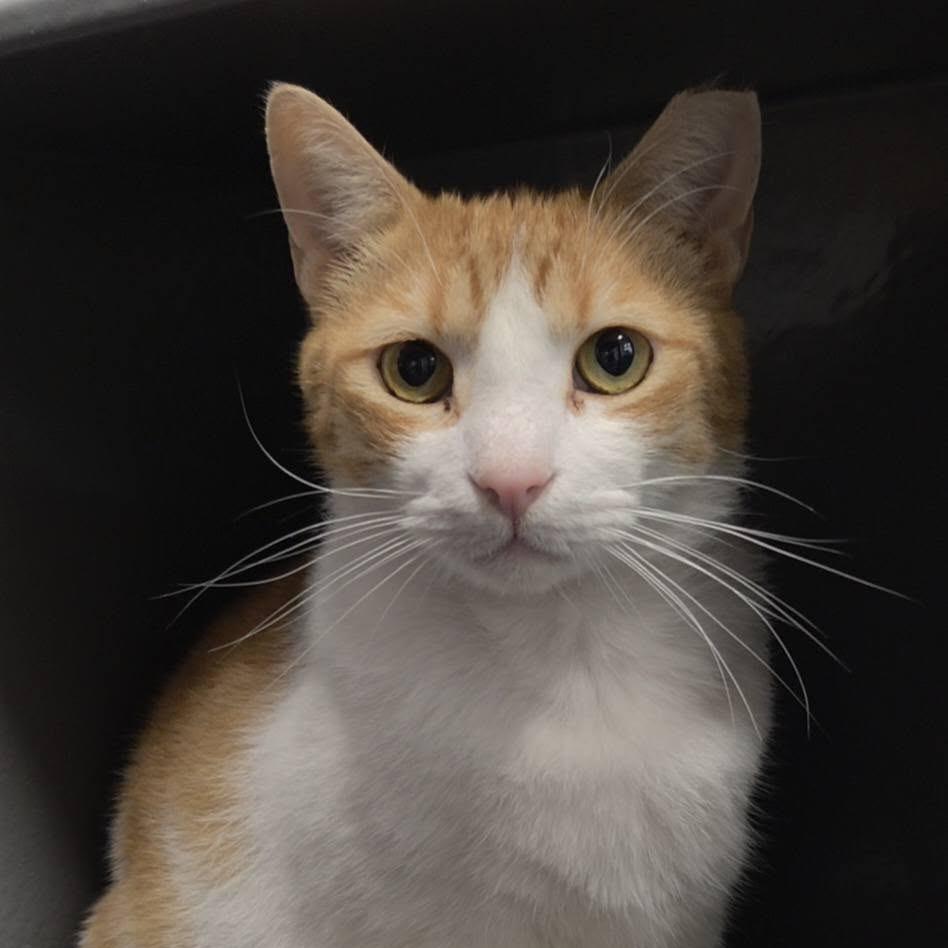 Goldie, a Adoptable Domestic Short Hair in Lake Panasoffkee, FL image 1/6
