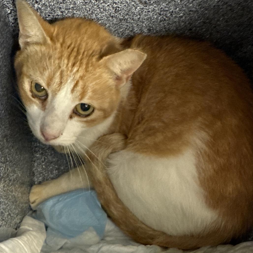 Goldie, a Adoptable Domestic Short Hair in Lake Panasoffkee, FL image 1/5