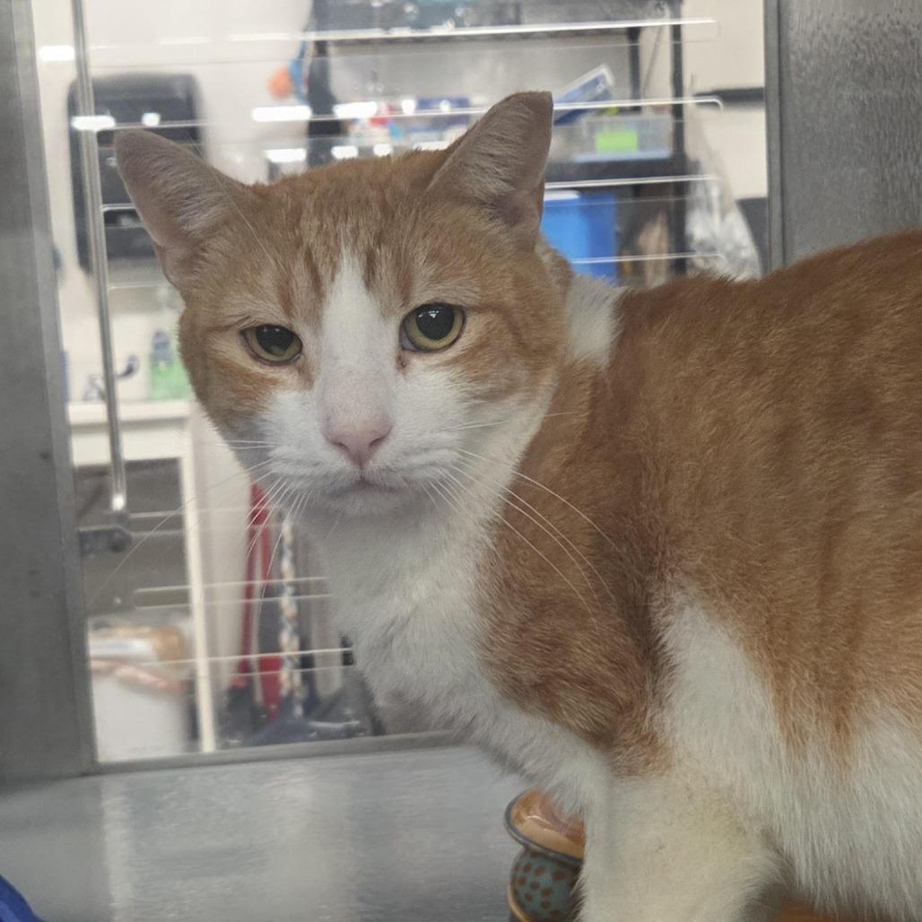 Goldie, a Adoptable Domestic Short Hair in Lake Panasoffkee, FL image 2/5