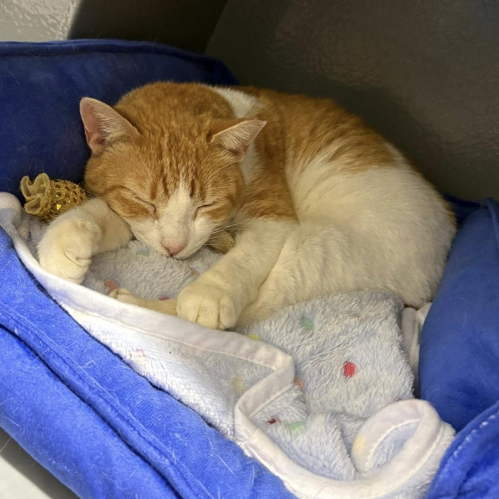 Goldie, a Adoptable Domestic Short Hair in Lake Panasoffkee, FL image 3/5