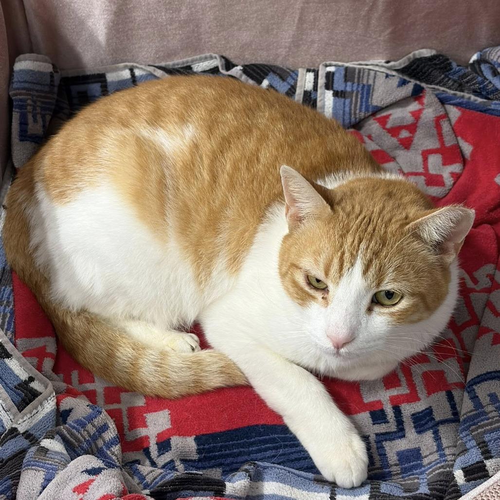 Goldie, a Adoptable Domestic Short Hair in Lake Panasoffkee, FL image 4/5