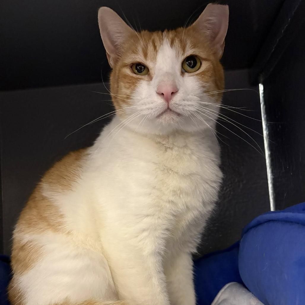 Goldie, a Adoptable Domestic Short Hair in Lake Panasoffkee, FL image 5/5