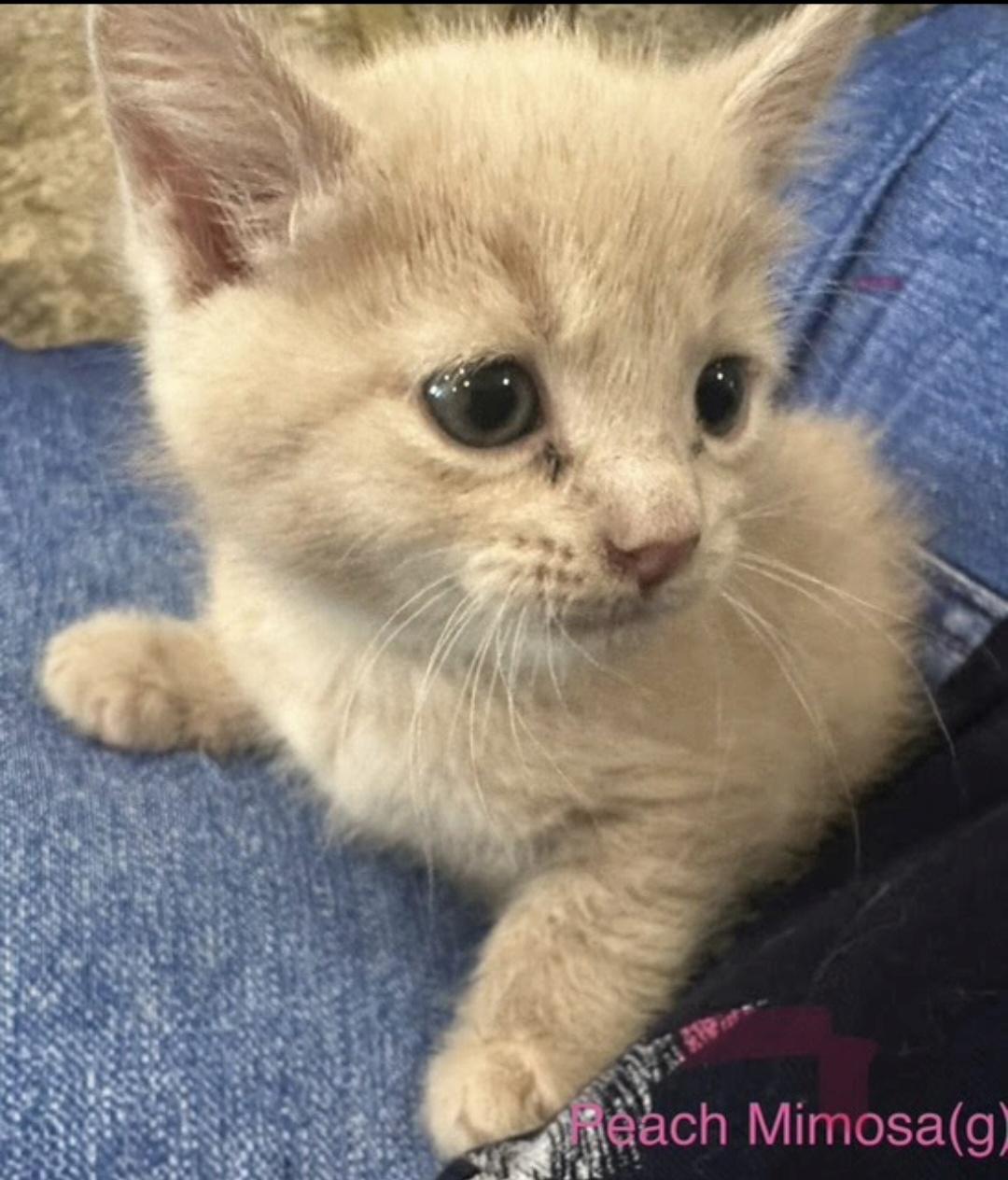 Mimosa, a Adoptable Domestic Medium Hair in Knoxville, TN image 2/3