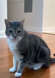 Enlarge Quintin, a ADOPTABLE Domestic Short Hair in Weehawken, NJ image 2/5
