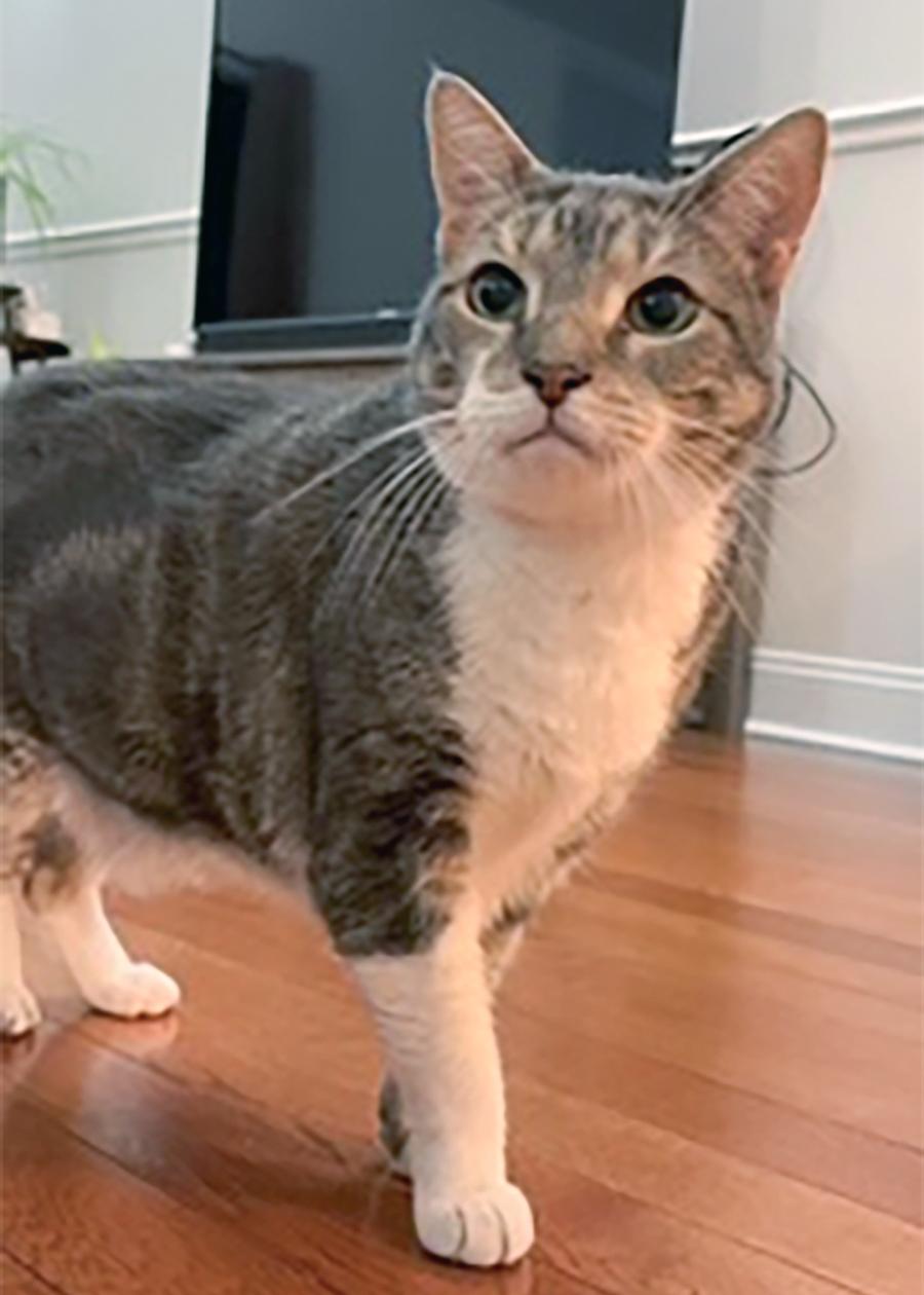 Enlarge Quintin, a ADOPTABLE Domestic Short Hair in Weehawken, NJ image 4/5