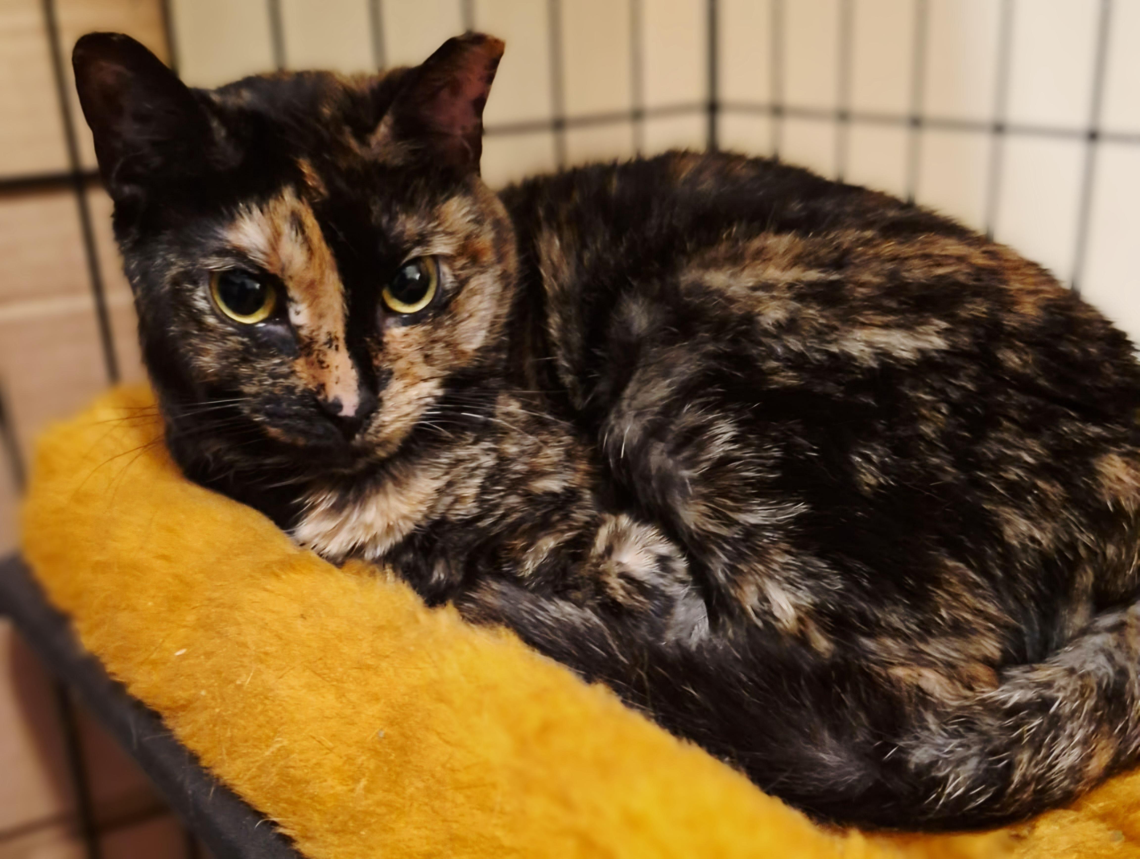 Enlarge Charlene & Addy-BONDED PAIR, a Adoptable mixed breed in Madison, CT image 5/5