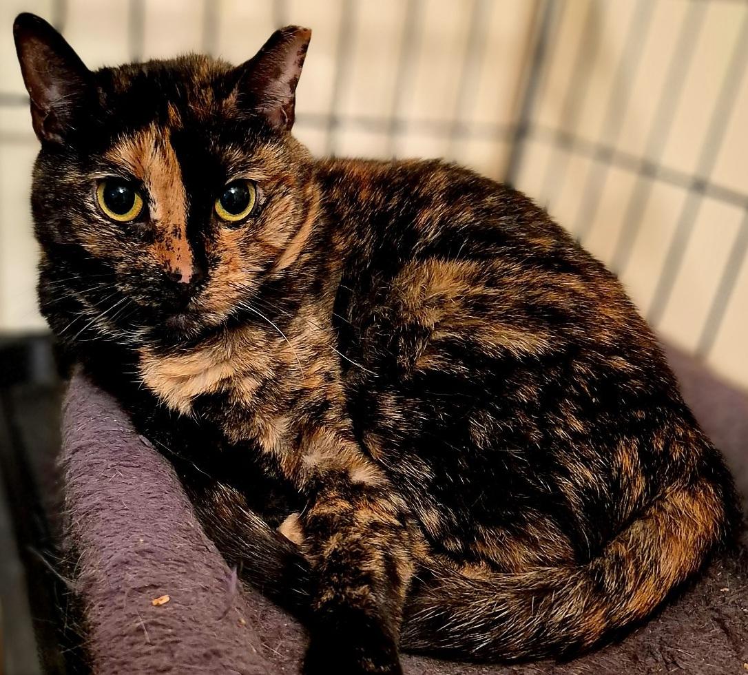 Enlarge Charlene & Addy-BONDED PAIR, a Adoptable mixed breed in Madison, CT image 4/5