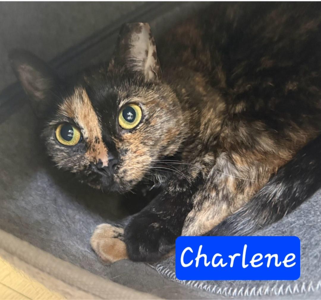 Charlene & Addy-BONDED PAIR, Adoptable, Young Female Tortoiseshell & Calico.