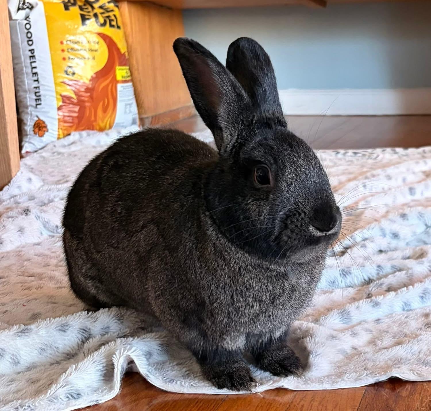 Matchstick, ADOPTABLE, Adult Male New Zealand.