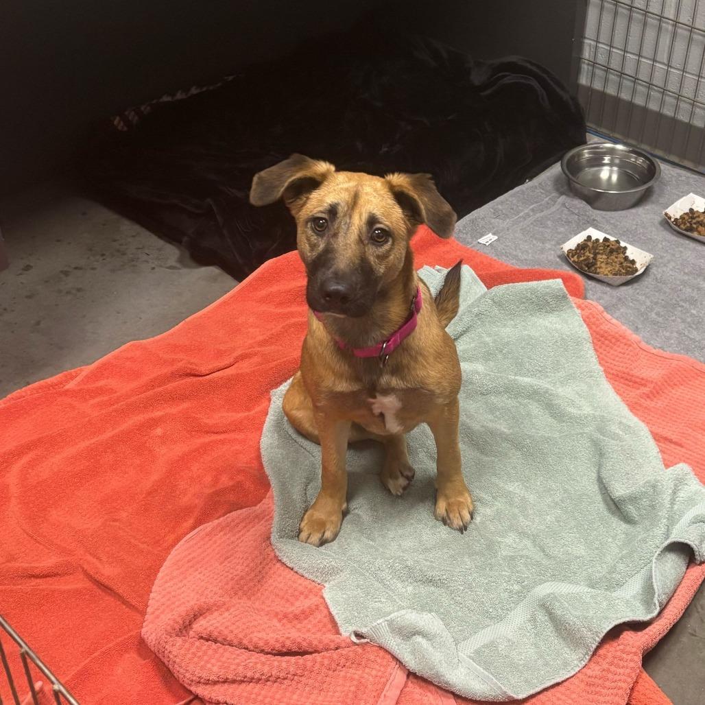 Ginger, Adoptable, Young Female Labrador Retriever.