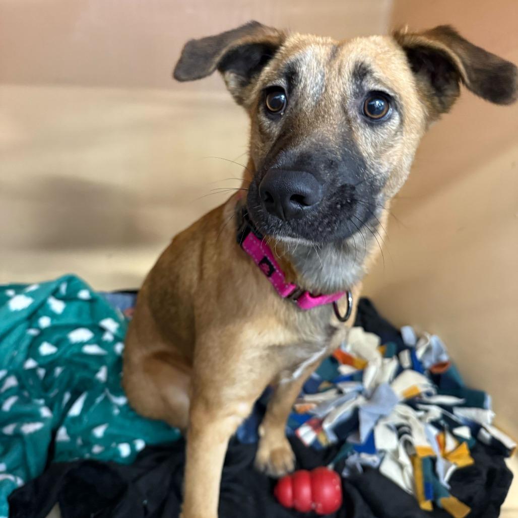 Enlarge Ginger, a Adoptable mixed breed in Dover, NH image 2/5