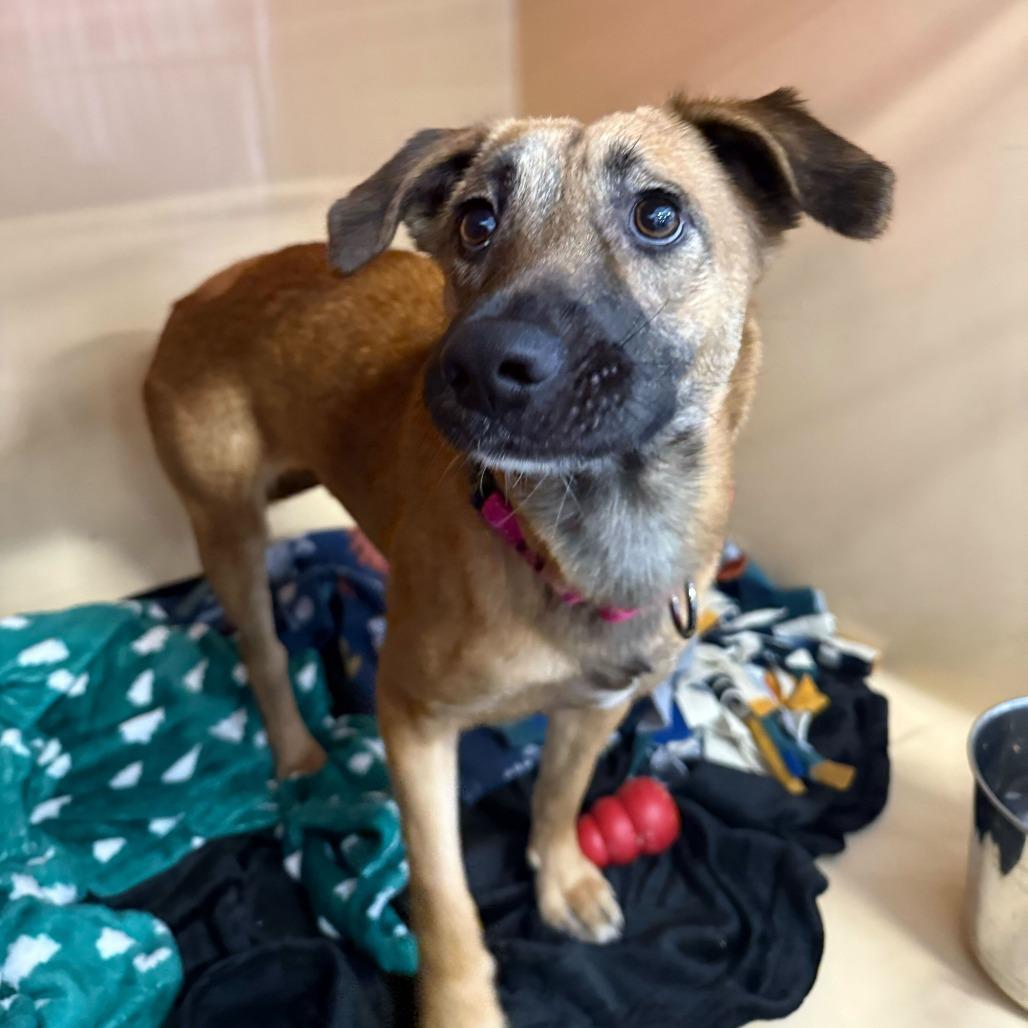 Enlarge Ginger, a Adoptable mixed breed in Dover, NH image 3/5