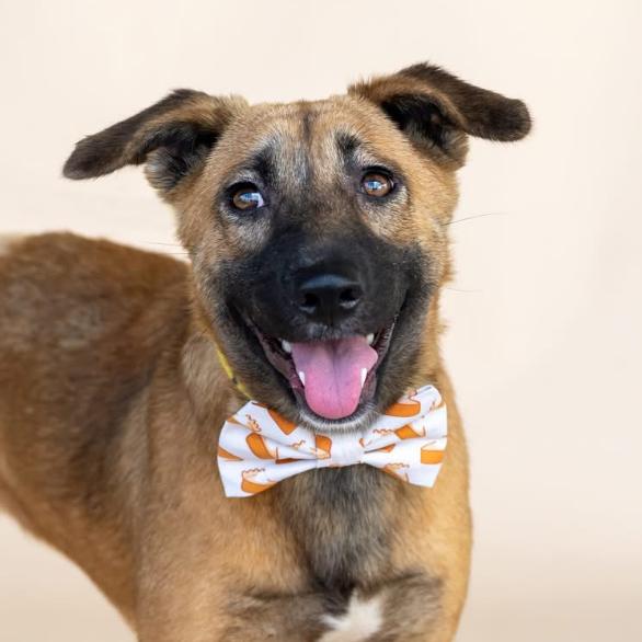 Enlarge Ginger, a Adoptable mixed breed in Dover, NH image 4/5