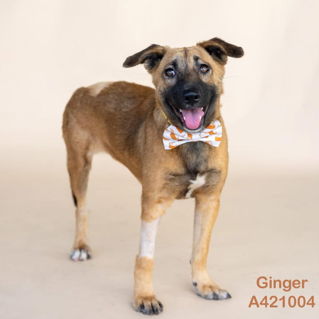 Enlarge Ginger, a Adoptable mixed breed in Dover, NH image 5/5