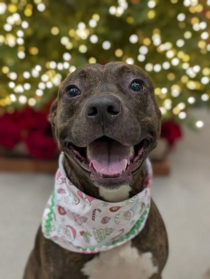 Otter, Adoptable, Adult Female Pit Bull Terrier & Mixed Breed.