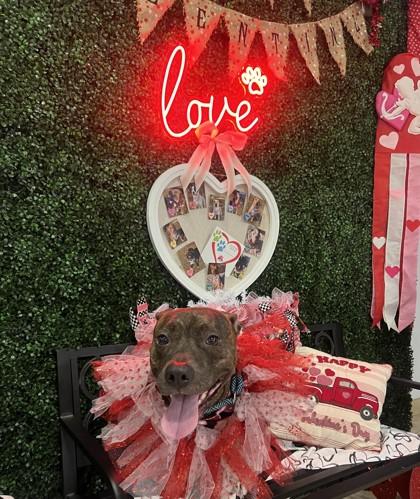 Otter, a Adoptable mixed breed in Gulfport, MS image 2/3