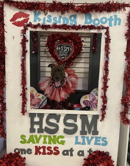 Otter, a Adoptable mixed breed in Gulfport, MS image 3/3