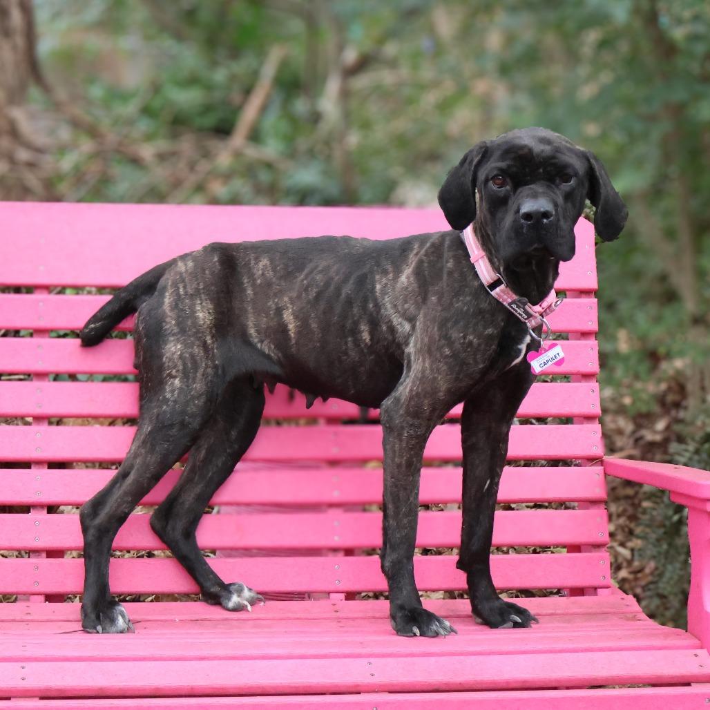 Capulet, Adoptable, Adult Female Boxer.