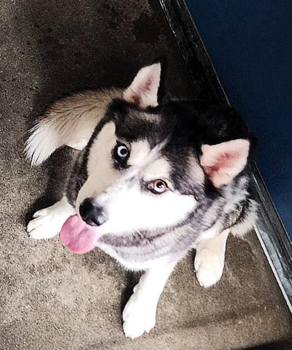 Enlarge Meeka, an adopted mixed breed in Bellingham, WA image 4/4