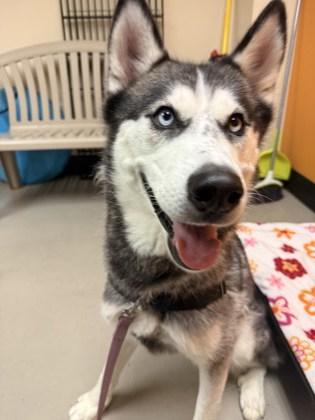 Enlarge Meeka, an adopted mixed breed in Bellingham, WA image 2/4