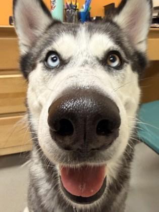 Enlarge Meeka, an adopted mixed breed in Bellingham, WA image 3/4