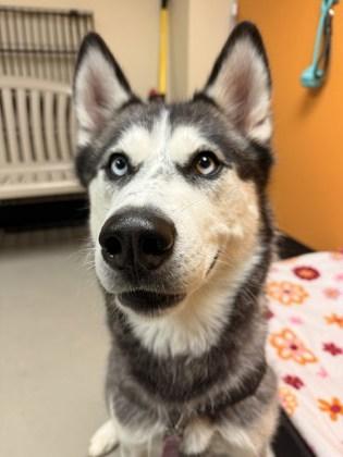 Enlarge Meeka, an adopted mixed breed in Bellingham, WA image 1/4