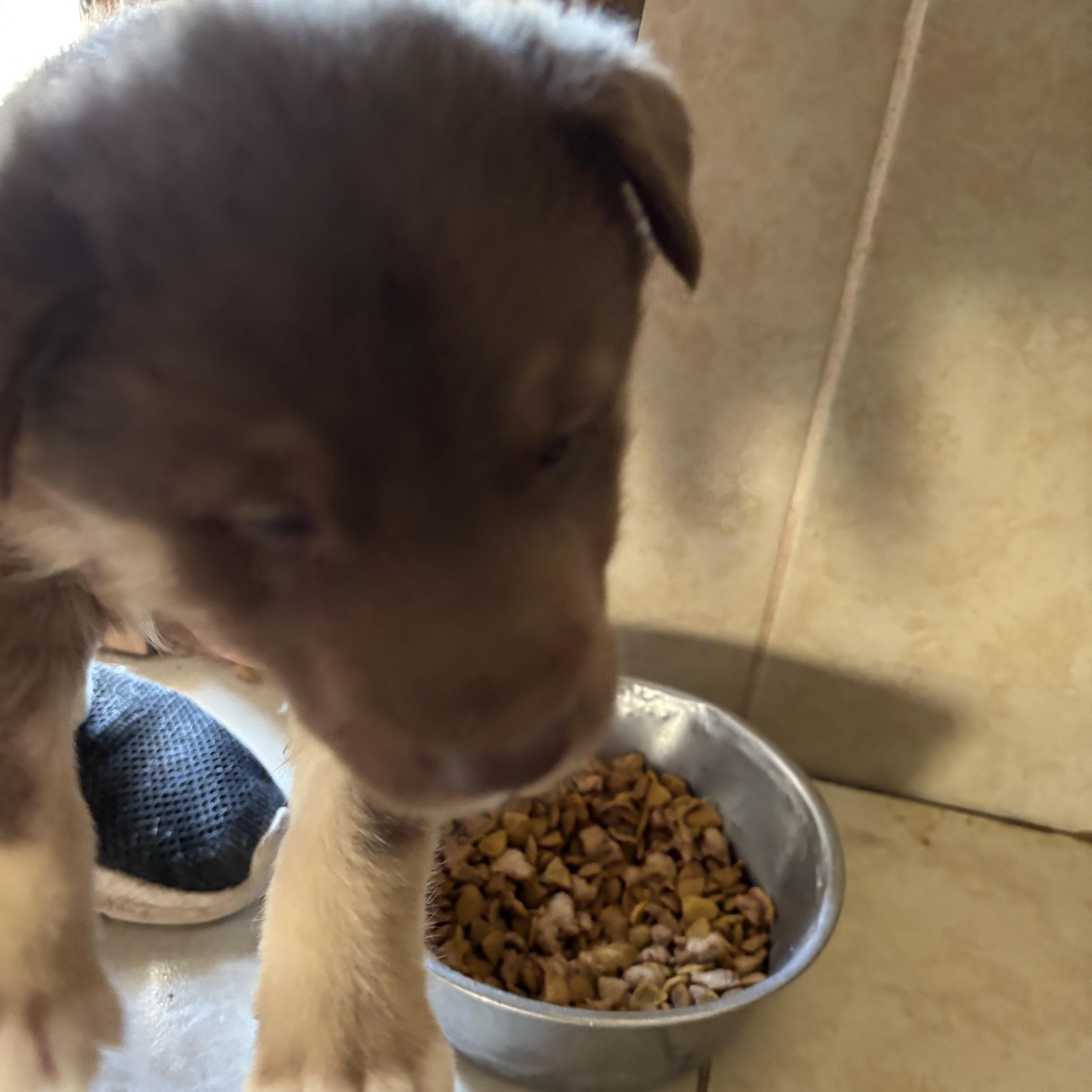 Mitsy, ADOPTABLE, Puppy Female Husky.