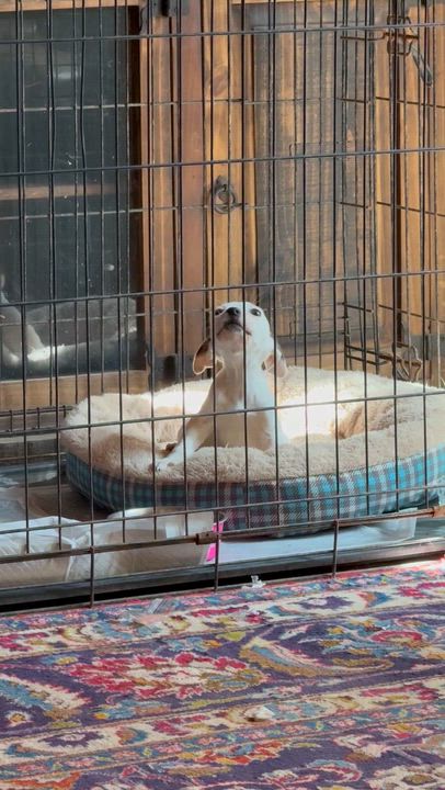 Enlarge Lucy, an adopted Pit Bull Terrier in Atlanta, TX video 1/1