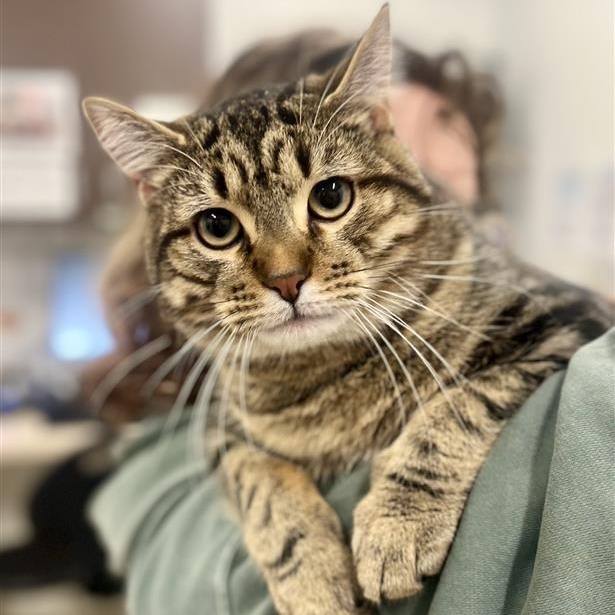 Little Brother, ADOPTABLE, Young Male Domestic Short Hair.