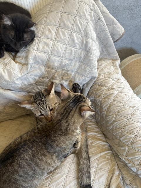 Enlarge Tabby, a Adoptable mixed breed in Crescent City, FL image 1/6