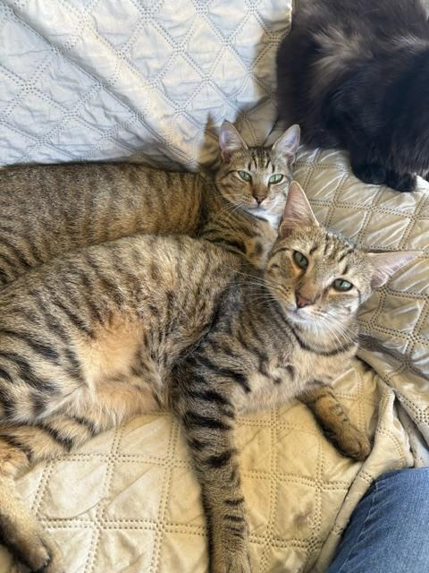 Enlarge Tabby, a Adoptable mixed breed in Crescent City, FL image 2/6