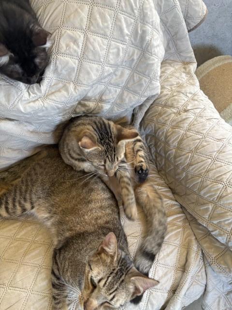 Enlarge Tabby, a Adoptable mixed breed in Crescent City, FL image 3/6