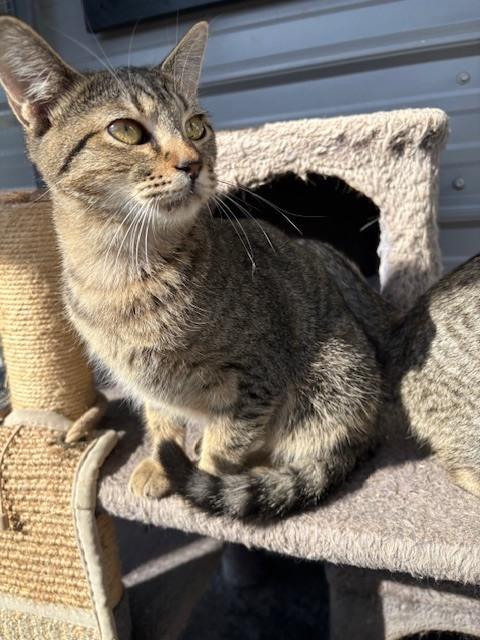 Enlarge Tabby, a Adoptable mixed breed in Crescent City, FL image 1/2