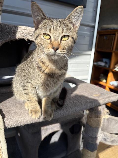 Enlarge Tabby, a Adoptable mixed breed in Crescent City, FL image 2/2