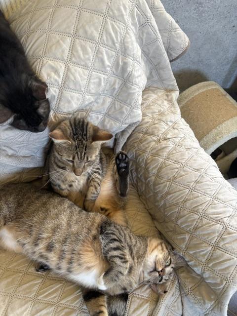 Enlarge Tabby, a Adoptable mixed breed in Crescent City, FL image 6/6